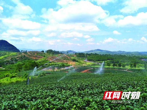 宜章县天塘镇高效节水灌溉工程成效显著。.marked.jpg 宜章县天塘镇高效节水灌溉工程成效显著。.marked.jpg