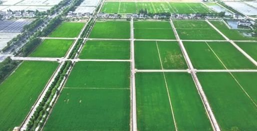 湖南构建汛旱并防与耕地置换协同推进机制，下活“水地协同”一盘棋——田越来越好种了！